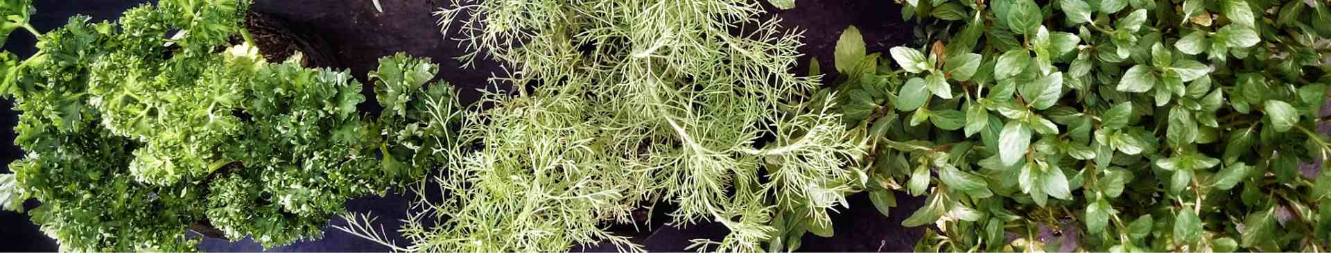 Harnessing the Flavours of Herbs with Homemade Herbal Vinegar