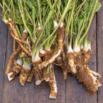 Horseradish: A Burst of Spicy Flavour in the Vegetable Garden