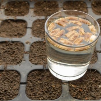Seed Treatments: Soaking, Scarification and Stratification