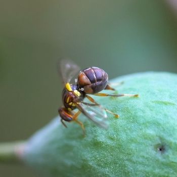 Controlling Queensland Fruit Fly in Home Gardens