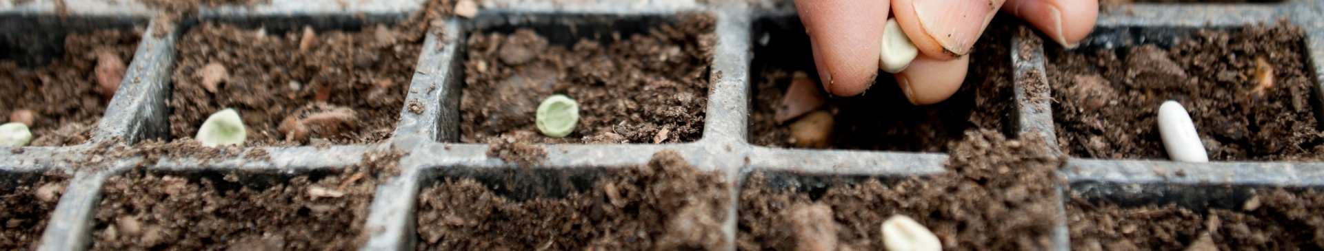 6 Reasons to Grow from Seed