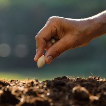 6 Reasons to Grow from Seed