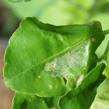 Citrus Leaf Miner: The Tiny Tunneler Ravaging Your Citrus Leaves