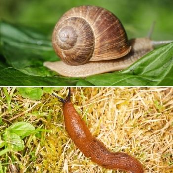 Controlling slugs and snails