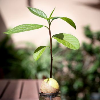 How to Grow an Avocado from a Seed