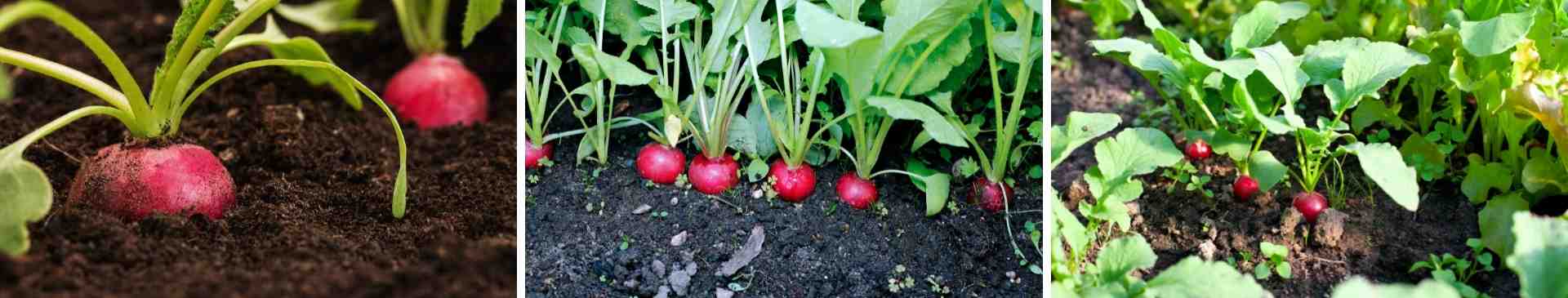 Five Reasons to Grow Radishes 