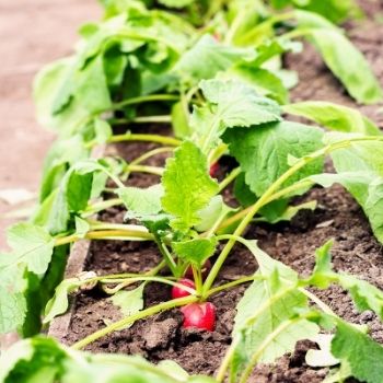 Five Reasons to Grow Radishes 