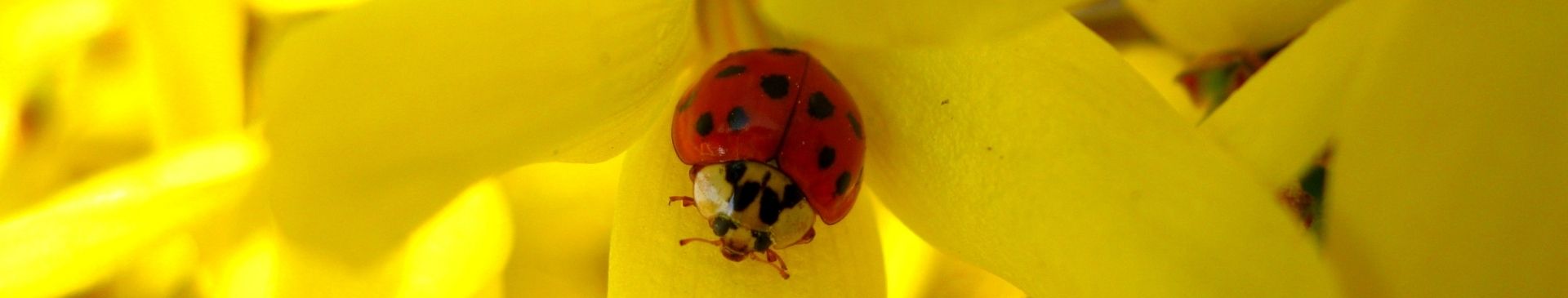 Let's Talk Ladybird Beetles!