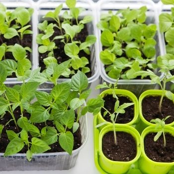 9 Common Mistakes When Starting Seeds Indoors