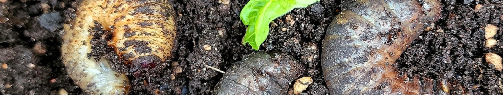 Curl Grubs- What They Are And What To Do About Them