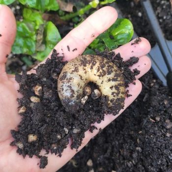Curl Grubs- What They Are And What To Do About Them