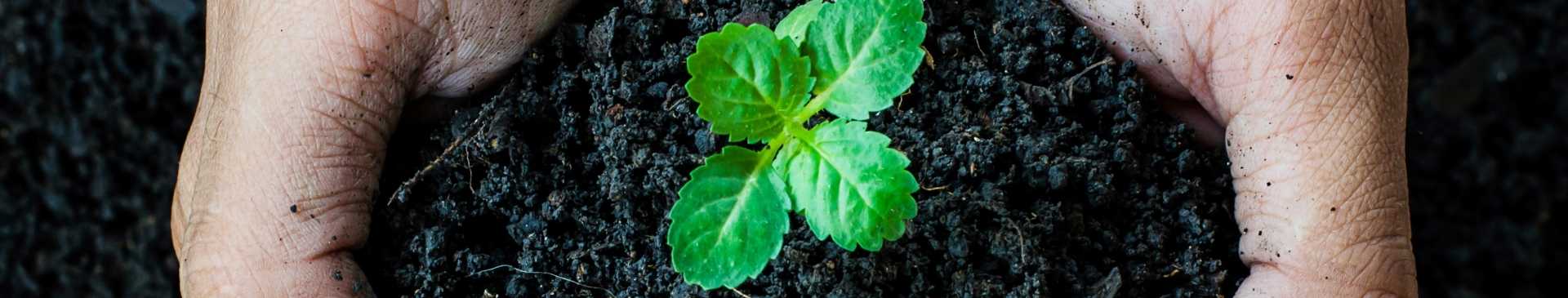 Garden Soil