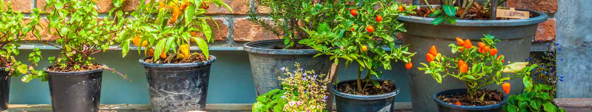 Growing Vegetables in Containers: 7 Tips to Get You Started