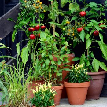 Growing Vegetables in Containers: 7 Tips to Get You Started