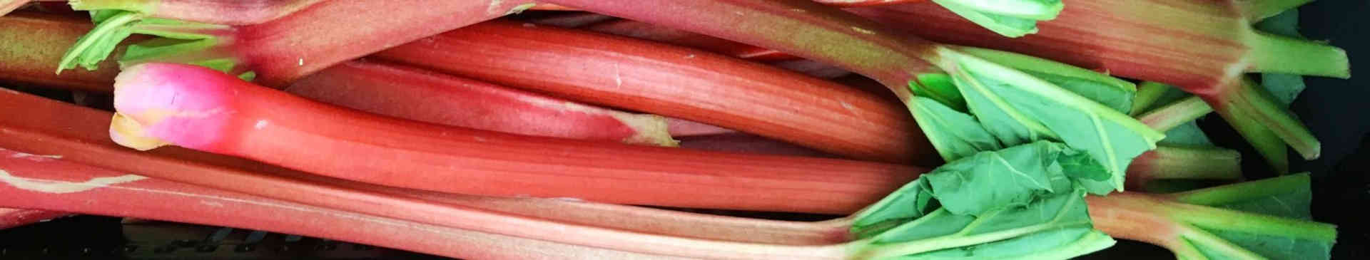 Growing Rhubarb from Crowns: Easy, Productive and Delicious