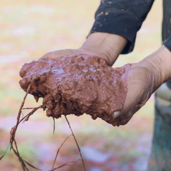 The Essential Guide to Gardening on Clay Soil