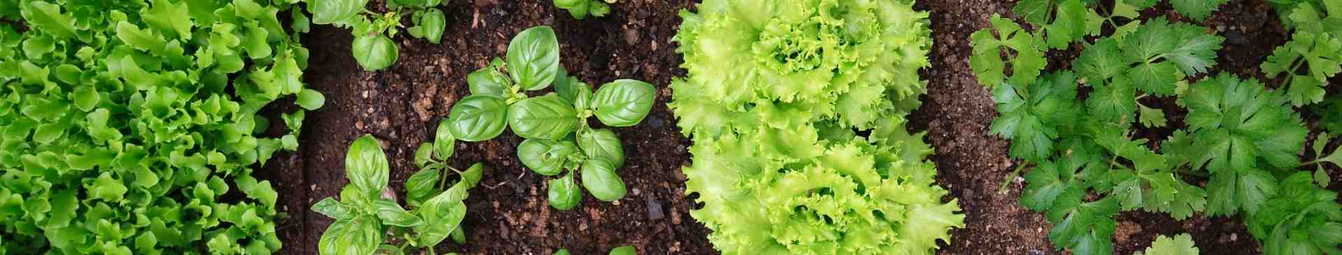 Planning Your Spring and Summer Veggie Patch