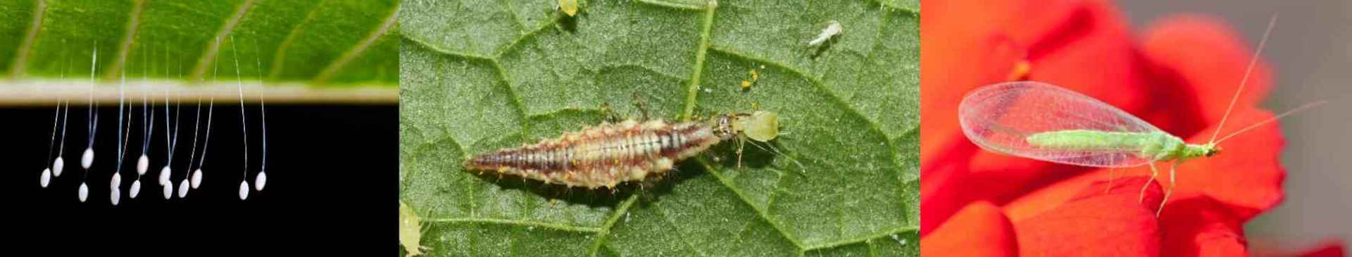 5 Ways to Attract Aphid-Loving Lacewings to Your Garden