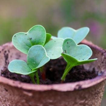 Garden Tips - August 2021