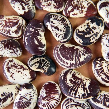 Madagascar Bean Seeds