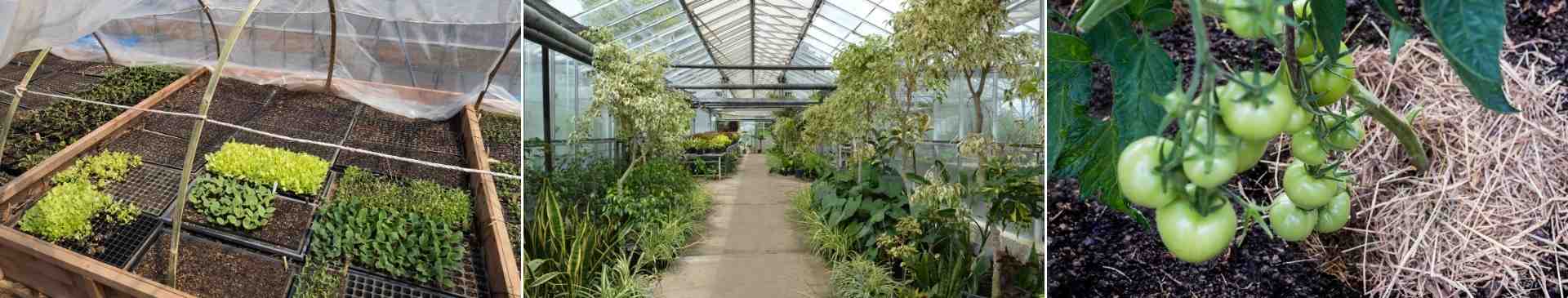 How to Protect Plants from Frost