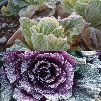 How to Protect Plants from Frost