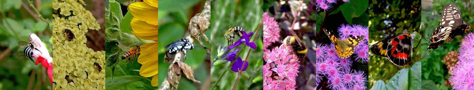 Let's Talk About Flowers, Pollinators and Beneficial Insects!