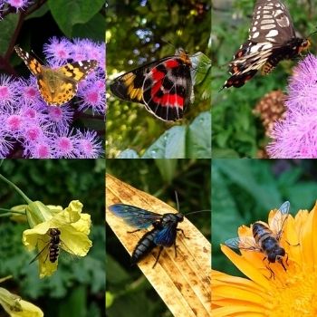 Let's Talk About Flowers, Pollinators and Beneficial Insects!