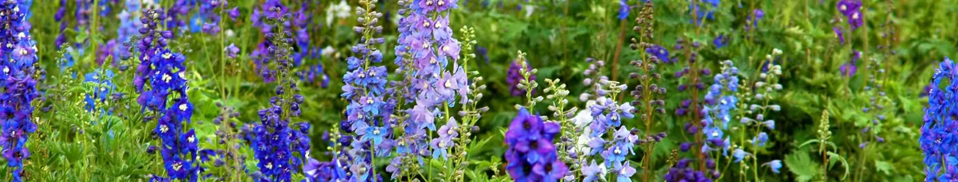 How to Grow Hardy Annuals