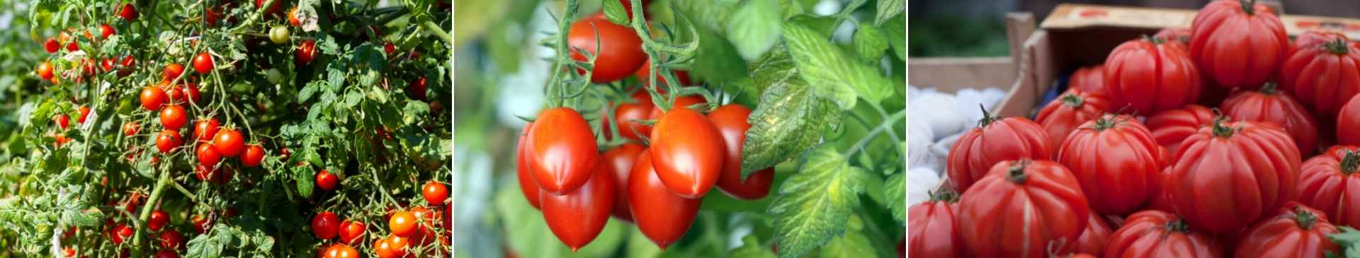 Tips for Growing Luscious Tomatoes 