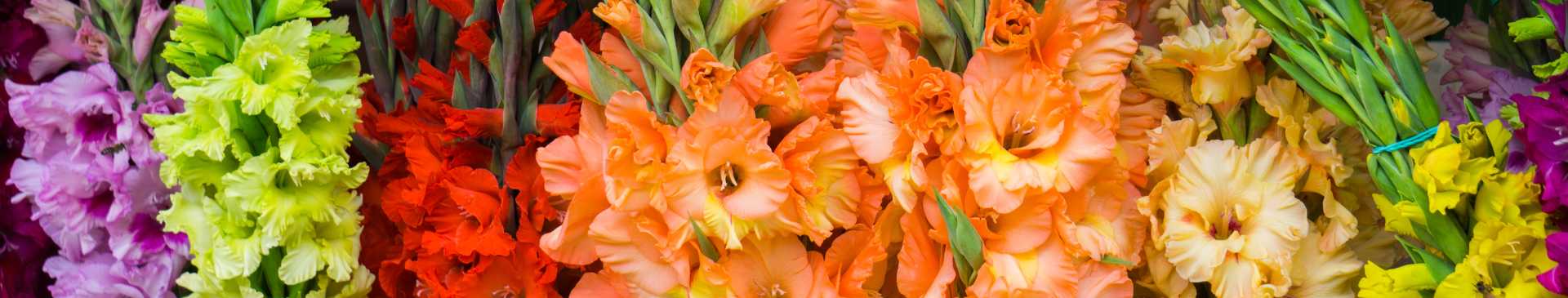 Growing Gladiolus: Embrace the Glamour of Gladdies!