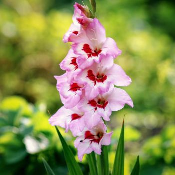 Growing Gladiolus: Embrace the Glamour of Gladdies!