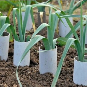 Blanching Vegetables for a Better Flavour, Colour, and Texture