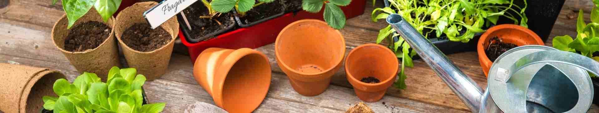 Garden Tips - September 2021