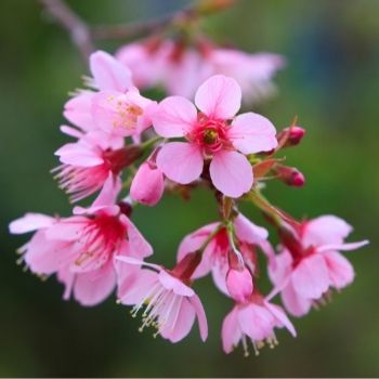 Garden Tips - September 2021