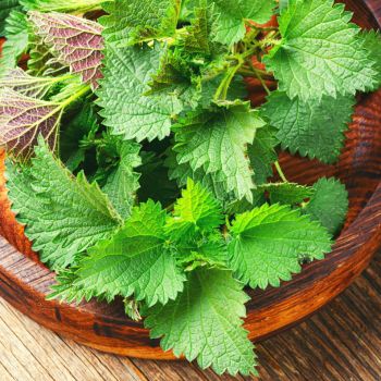 Unveiling the Secrets of Stinging Nettles: Medicinal Marvels and Culinary Delights