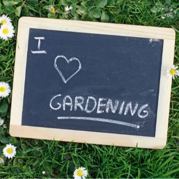 5 Learnings from a Greenhorne Green Thumb