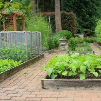 Avoid These 12 Common Vegetable Gardening Mistakes 