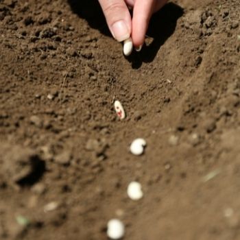 9 Common Mistakes Which Harm Seed-Sowing Success
