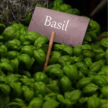 Easy Steps to Grow Beautiful Basil
