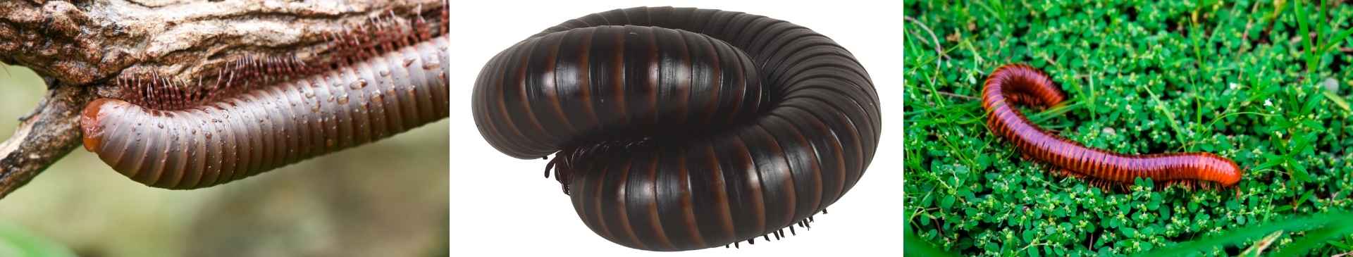 How to Keep Millipede Numbers Under Control 