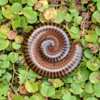How to Keep Millipede Numbers Under Control 