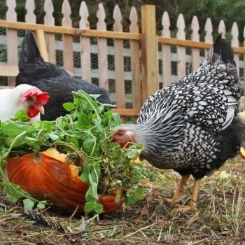 Plants to Grow to Supplement Your Chickens’ Feed
