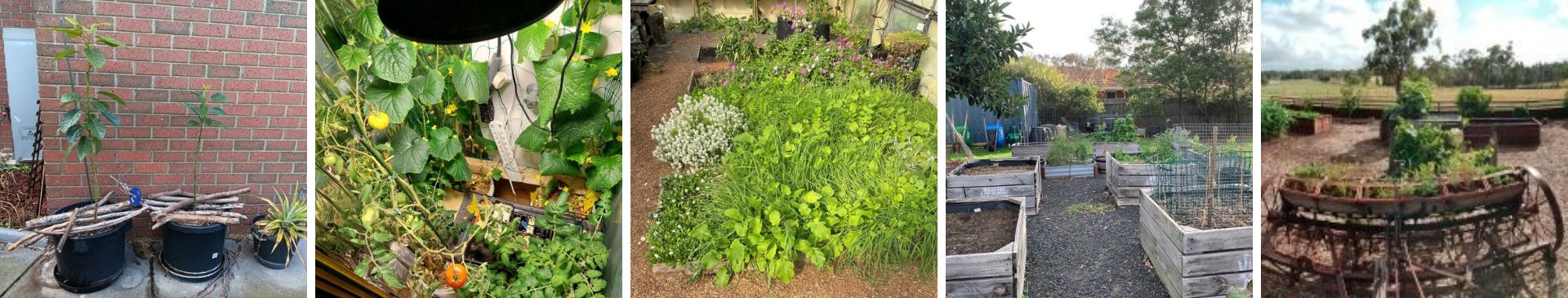 Show Us Your Garden- Winter 2025