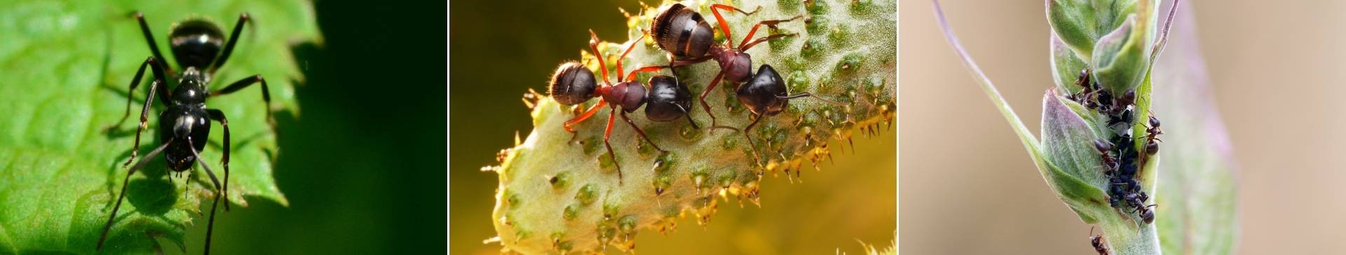 Ants in the Garden: a Mixture of Friend and Foe