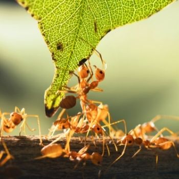 Ants in the Garden: a Mixture of Friend and Foe