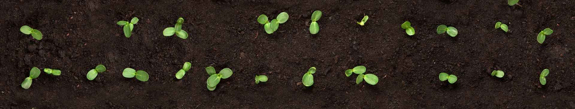 Garden Tips- May 2020