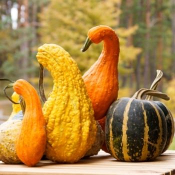 How to Grow and Dry Ornamental Gourds