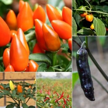 How to Grow a Bumper Crop of Chilli