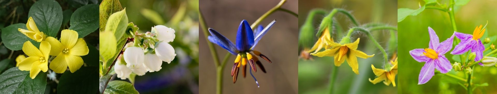 Buzz Pollination: The Secret Dance of Australian Native Bees